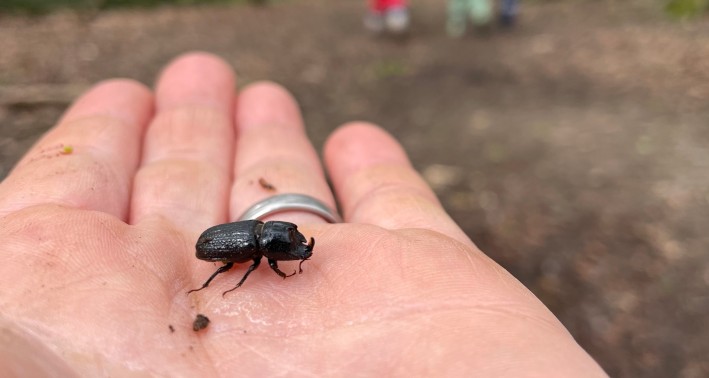 Lernort Natur - Hand mit Käfer