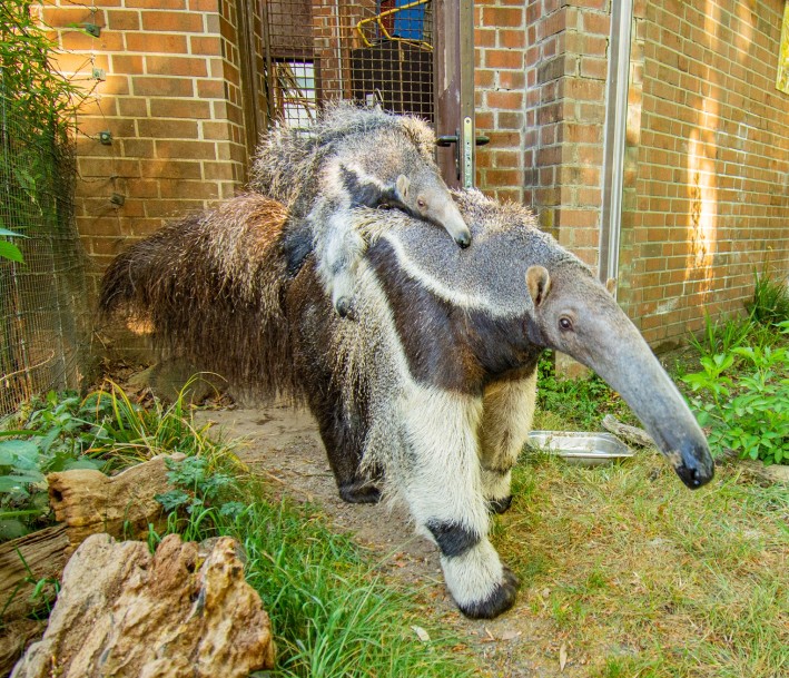 Großer Ameisenbär mit Jungtier