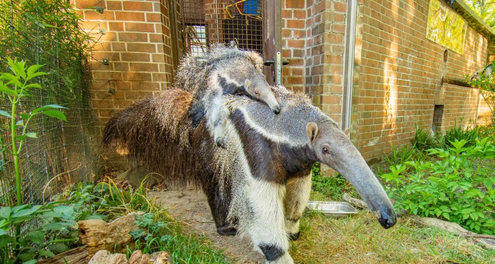 Großer Ameisenbär mit Jungtier