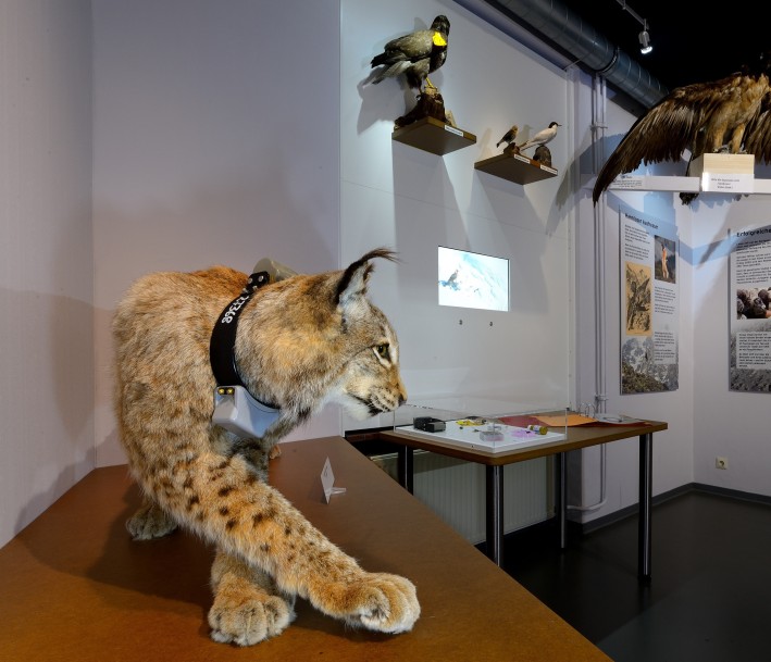 Luchs in der Dauerausstellung