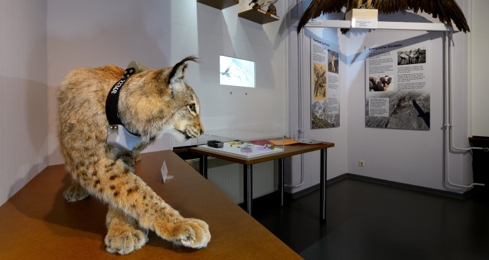 Luchs in der Dauerausstellung