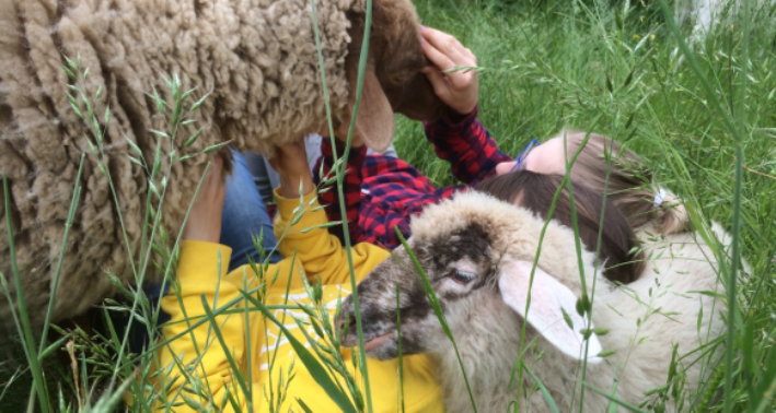 Schafe und Kinder