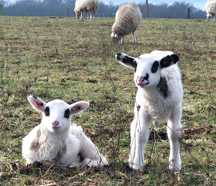 Jedes Jahr gibt es im Frühjahr am Emshof neue Lämmer, Bentheimer Landschafe