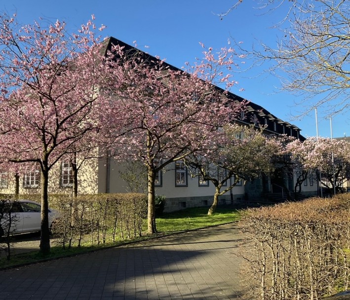 Eine Reihe von Kirschblüten vor einem gelben Altbau.