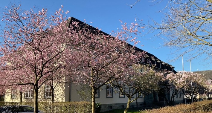 Eine Reihe von Kirschblüten vor einem gelben Altbau.