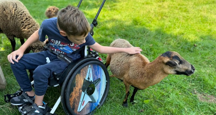 Ein Kind im Rollstuhl genießt die Entspannungszeit mit Schafen und anderen Tieren
