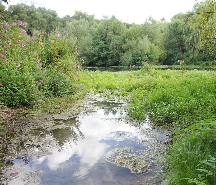 Foto: M. Preißler, Stadt Lichtenau Grün bewachsener Teich im Quellgarten Henglarn in Lichtenau.