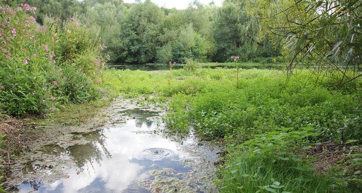 Grün bewachsener Teich im Quellgarten Henglarn in Lichtenau.