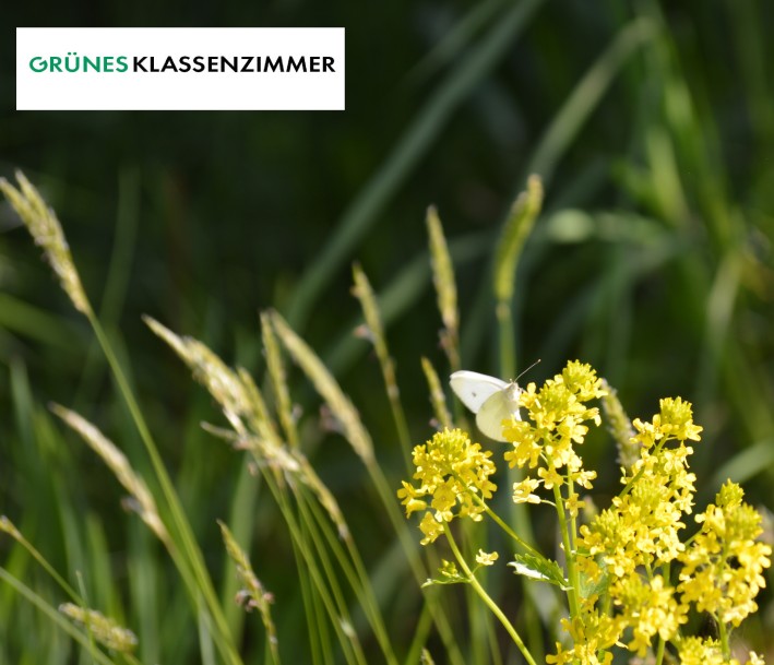 Schmetterling auf Blüte in Blumenwiese mit Logo Grünes Klassenzimmer