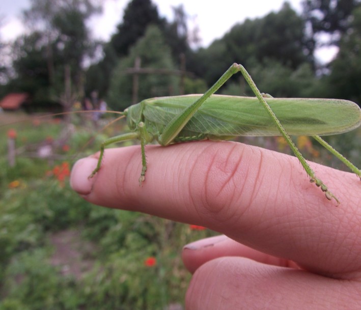 Das Leben auf der Wiese