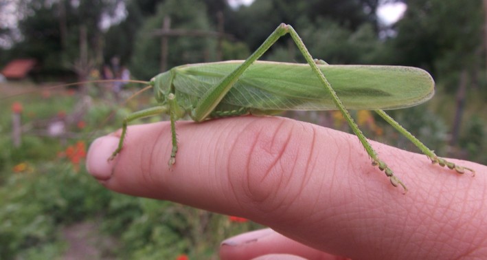 Das Leben auf der Wiese