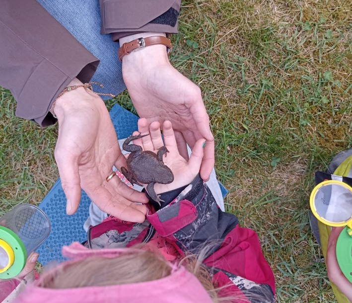 Lernort Klima- und Umweltbildungszentrum Hof Ramsbrock. Frosch sitzt in der Hand eines Kindes