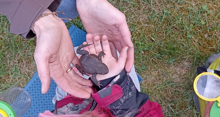 Lernort Klima- und Umweltbildungszentrum Hof Ramsbrock. Frosch sitzt in der Hand eines Kindes