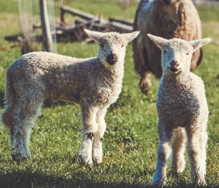 Lämmer und Schafe auf einer Weide