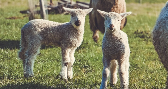 Lämmer und Schafe auf einer Weide