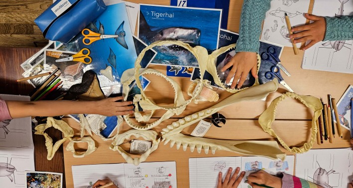 Meeresschule mit ElasmOcean e.V.