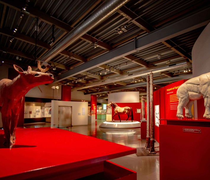Von Pferden und Menschen - Blick in die Ausstellung des Lernorts Westfälisches Pferdemuseum Münster