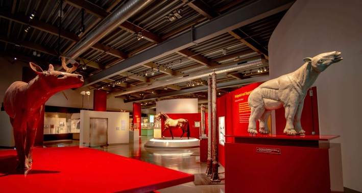 Von Pferden und Menschen - Blick in die Ausstellung des Lernorts Westfälisches Pferdemuseum Münster