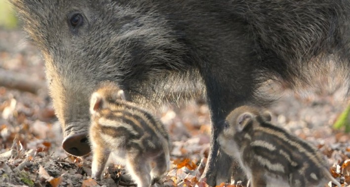 Wildschein Sau mit zwei Frischlingen im Wildpark Wiehl