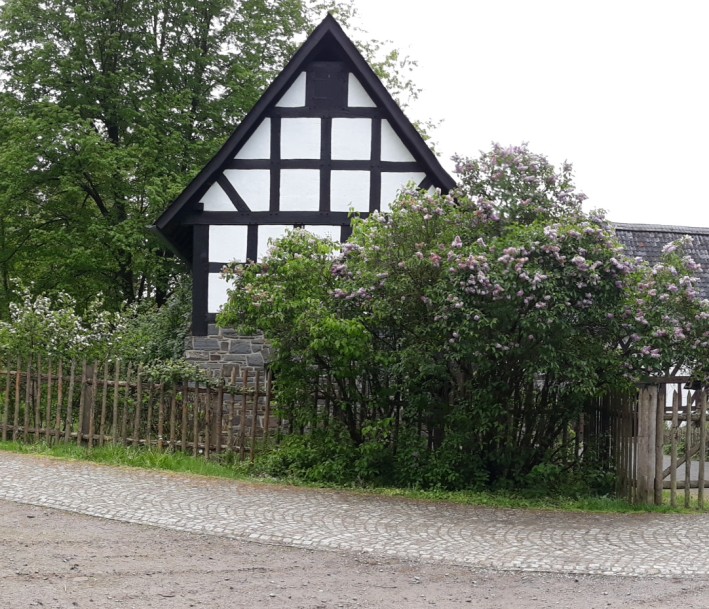Fachwerkhaus mit Rosenbusch im Museumsdorf Altwindeck