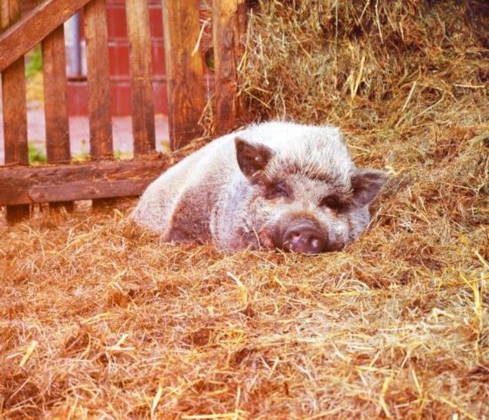 Schwein im Stroh auf dem Lernbauernhof Gut Hixholz 