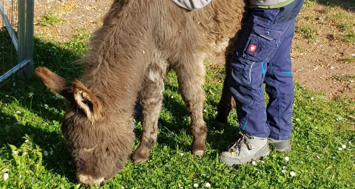 Ein Kind und ein Esel im tierischen Klassenzimmer des Luisenhofs