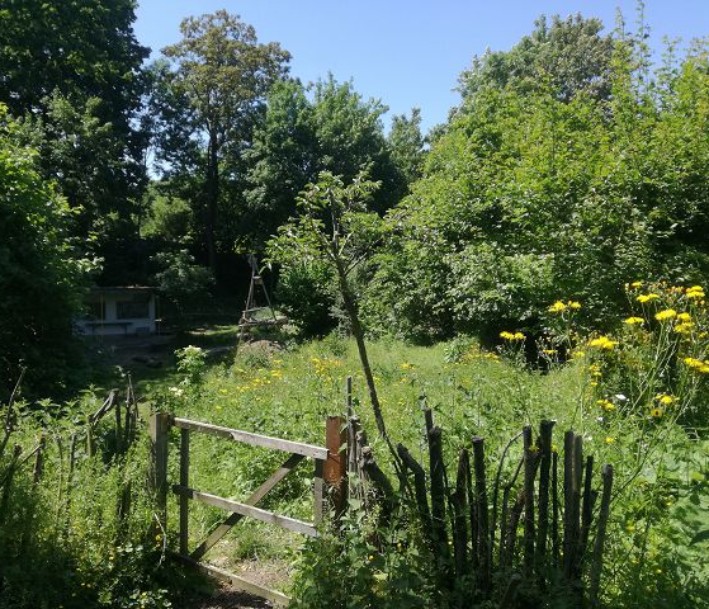 Foto: Blühender Garten in Klettenberg