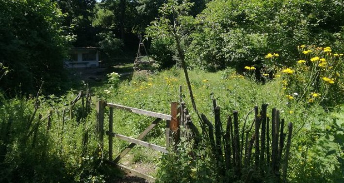 Foto: Blühender Garten in Klettenberg